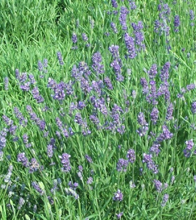 English Lavender Hidcote Blue